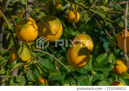 Bright oranges hanging on a vibrant tree at midday under the clear blue sky Bright oranges hanging on a vibrant tree at midday under the clear blue sky 133248912