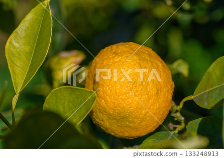 Ripening citrus fruit glows under sunlight in a lush green garden setting 133248913