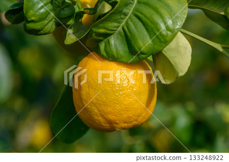 Lush citrus grove showcasing ripe lemons hanging from verdant leaves in bright sunlight 133248922