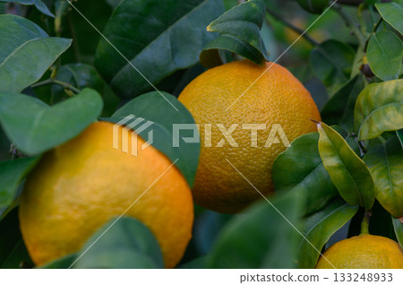 Vibrant oranges hang amidst lush green leaves, capturing the essence of a sunny orchard in late summer Vibrant oranges hang amidst lush green leaves, capturing the essence of a sunny orchard in late summer 133248933