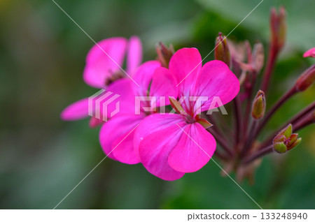 Beautiful pink geranium blooms in vibrant garden setting during warm spring afternoon Beautiful pink geranium blooms in vibrant garden setting during warm spring afternoon 133248940
