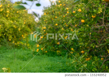 Vibrant citrus groves under a bright sky invite leisurely strolls among ripe fruits Vibrant citrus groves under a bright sky invite leisurely strolls among ripe fruits 133248952