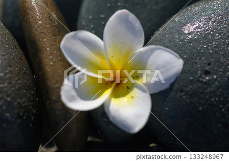 Delicate White Bougainvillea Flower on Rocky Shoreline in Summer 133248967