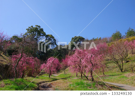 Hirota Umebayashi Fureai Park, Minamiawaji City, Hyogo Prefecture 133249130