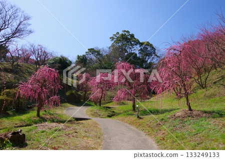兵庫縣南淡路市廣田梅林親緣公園 133249133
