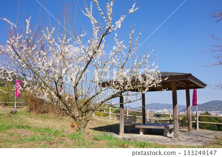 Hirota Umebayashi Fureai Park, Minamiawaji City, Hyogo Prefecture 133249147