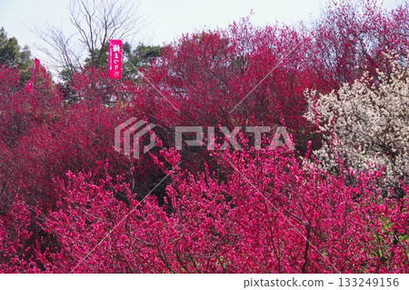 兵庫縣南淡路市廣田梅林親緣公園 133249156