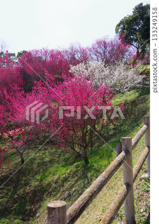 兵庫縣南淡路市廣田梅林親緣公園 兵庫縣南淡路市廣田梅林親緣公園 133249158