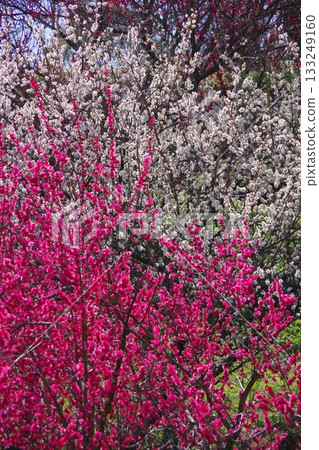 Hirota Umebayashi Fureai Park, Minamiawaji City, Hyogo Prefecture Hirota Umebayashi Fureai Park, Minamiawaji City, Hyogo Prefecture 133249160