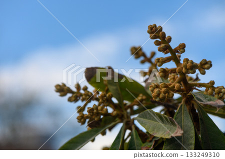 Blossoming tree branches reaching toward a clear blue sky in the calm afternoon light 133249310