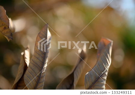 Golden leaves dance in the autumn breeze against a soft, blurred backdrop of nature's warm colors 133249311