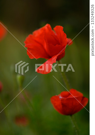 Vibrant red poppies bloom gracefully in a serene meadow during a sunny afternoon, enchanting every passerby with their beauty 133249326