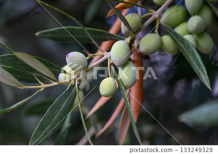 Freshly picked green olives glistening under the Mediterranean sun in a lush garden setting Freshly picked green olives glistening under the Mediterranean sun in a lush garden setting 133249328