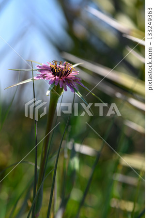 Elegant wildflower blooms amidst tall grasses on a sunny afternoon in the meadow Elegant wildflower blooms amidst tall grasses on a sunny afternoon in the meadow 133249363