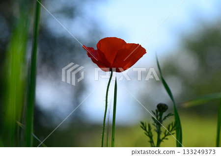Vibrant red poppy stands tall against a soft blue sky in a tranquil meadow during golden hour Vibrant red poppy stands tall against a soft blue sky in a tranquil meadow during golden hour 133249373