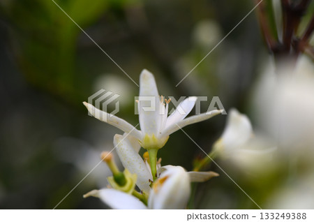Delicate white blooms emerge amidst lush greenery, capturing the essence of spring tranquil garden Delicate white blooms emerge amidst lush greenery, capturing the essence of spring tranquil garden 133249388