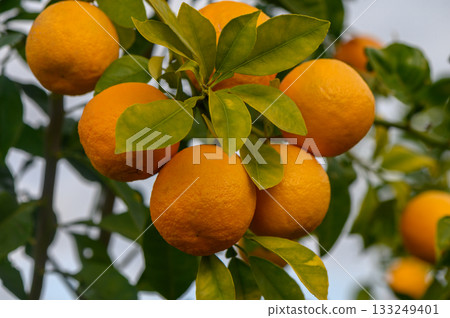 Fresh oranges hanging on vibrant green branches in a sunlit orchard during the harvest season 133249401
