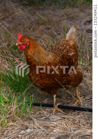 Brown hen foraging in grassy field during late afternoon sunlight 133249411