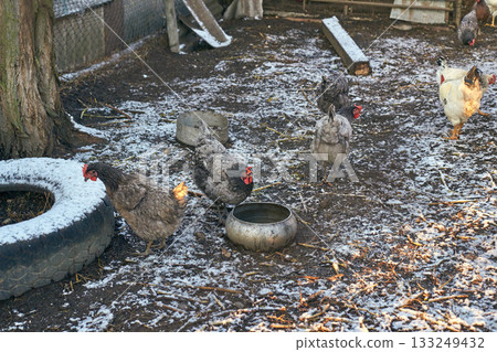 Chickens in frosty farmyard with snow-covered ground in cold winter outdoor Chickens in frosty farmyard with snow-covered ground in cold winter outdoor 133249432
