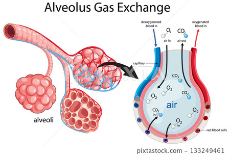 Human Alveolus Gas Exchange Diagram with Capillary Detail Human Alveolus Gas Exchange Diagram with Capillary Detail 133249461