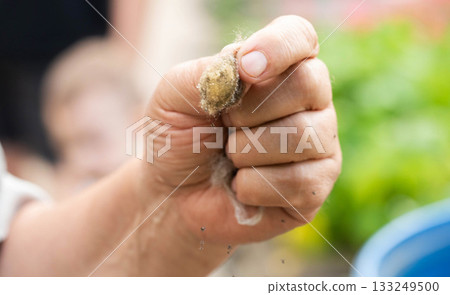 A nest of small spiders in a person's hand. Spider cocoon, close-up A nest of small spiders in a person's hand. Spider cocoon, close-up 133249500