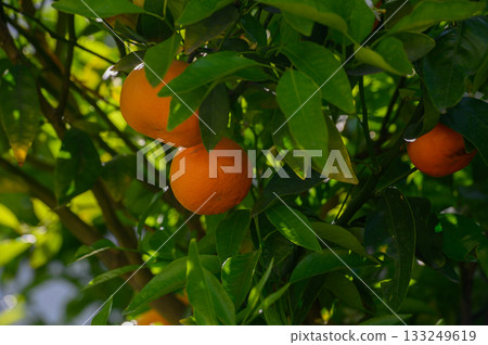 Vibrant oranges hanging from lush green branches in a sunlit grove, signaling a bountiful harvest in the early afternoon 133249619