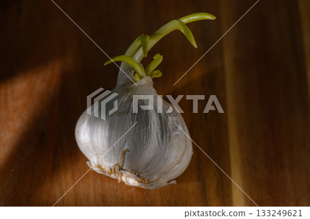 Sprouting garlic bulb on a wooden surface with sunlight highlighting 133249621