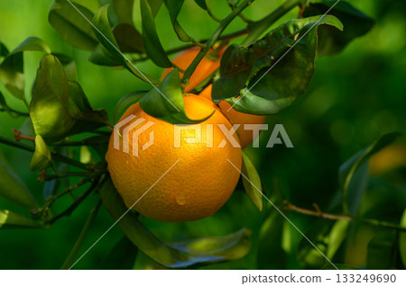 Lush orange tree bursting with vibrant fruit under the warm sun in a serene garden Lush orange tree bursting with vibrant fruit under the warm sun in a serene garden 133249690