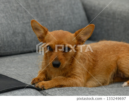 Playful small dog relaxing on a cozy gray couch in a warm living room 133249697