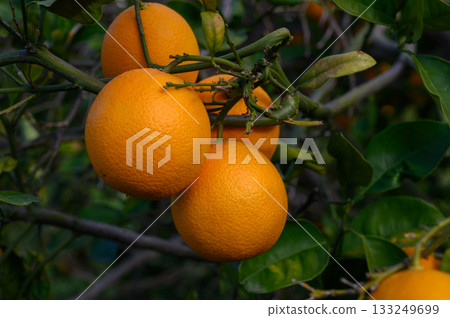 Lush orange grove displaying ripe fruits under soft sunlight in a tranquil countryside setting 133249699