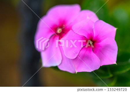 Vibrant pink flowers bloom with elegance in a lush green garden during a sunny afternoon Vibrant pink flowers bloom with elegance in a lush green garden during a sunny afternoon 133249720
