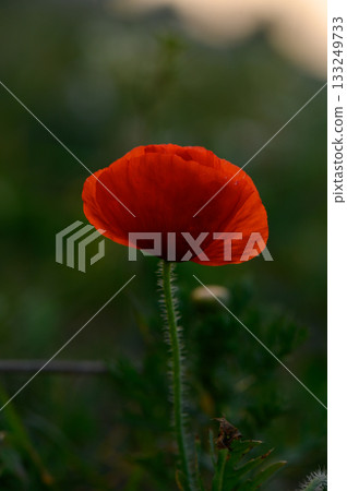 Vibrant red poppy blooms gracefully under soft evening light in a tranquil green field 133249733