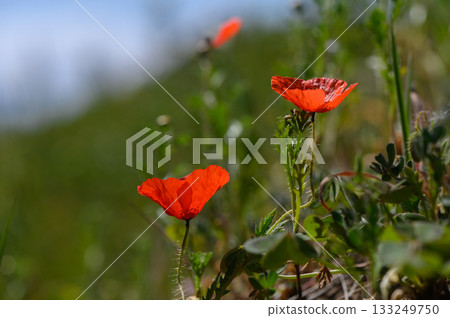 Vibrant red poppies swaying gently in the warm sunlight of a blooming meadow 133249750