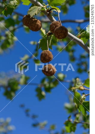 Nature showcases unique seed pods hanging from branches against a brilliant blue sky during a sunny day in spring Nature showcases unique seed pods hanging from branches against a brilliant blue sky during a sunny day in spring 133249765