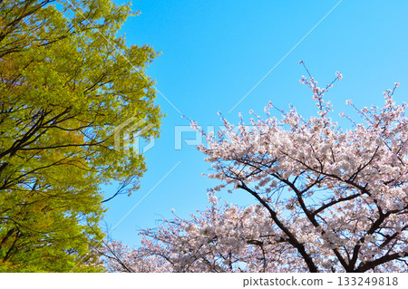 櫻花盛開，綠意盎然，晴空萬裡 133249818