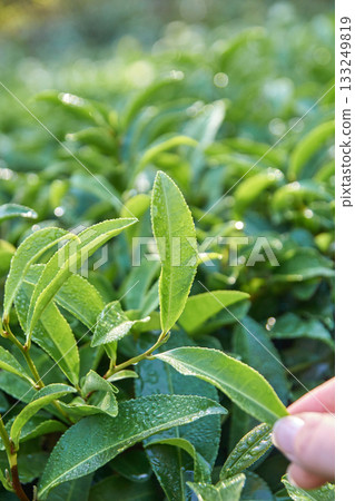 Close-up of fresh dew-covered green tea leaves in sunlit plantation 133249819