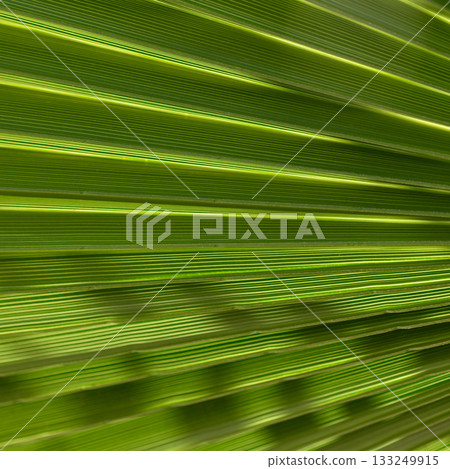 Colorful streaks of green convey the beauty of nature in a lush forest during a sunny afternoon Colorful streaks of green convey the beauty of nature in a lush forest during a sunny afternoon 133249915
