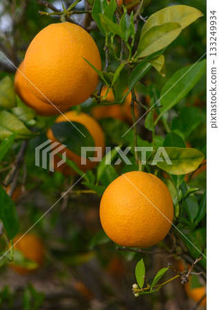 Ripening oranges hang vibrantly on branches against a backdrop of lush green foliage in the afternoon sun Ripening oranges hang vibrantly on branches against a backdrop of lush green foliage in the afternoon sun 133249934