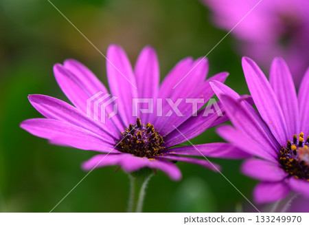 Colorful purple flowers bloom vibrantly in a lush green garden during the warm afternoon sunlight of mid-spring Colorful purple flowers bloom vibrantly in a lush green garden during the warm afternoon sunlight of mid-spring 133249970