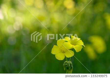 Vibrant yellow wildflowers basking in the soft glow of sunlight on a serene afternoon 133249975
