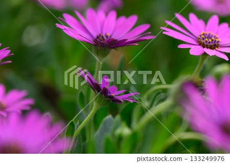 Bright purple flowers sway gently under the warm sun in a lively garden during springtime bloom near a serene park setting Bright purple flowers sway gently under the warm sun in a lively garden during springtime bloom near a serene park setting 133249976