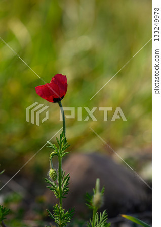 Bright red wildflower stands alone in a green field, capturing the essence of springtime beauty and resilience Bright red wildflower stands alone in a green field, capturing the essence of springtime beauty and resilience 133249978