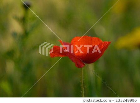 Vibrant red poppy stands tall amidst a lush green field during a sunny day 133249990