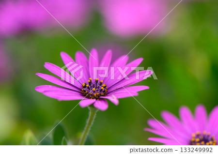 Beautiful purple flowers bloom brightly in a vibrant garden during the warm afternoon sun of springtime 133249992