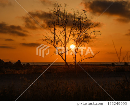 Sunset over the ocean with a solitary tree silhouetted against the vibrant sky 133249993