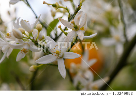 Delicate white blossoms bloom vibrantly on branches under a warm sun during springtime in a tranquil garden scene Delicate white blossoms bloom vibrantly on branches under a warm sun during springtime in a tranquil garden scene 133249998