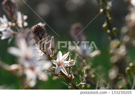 Delicate wildflowers dance under the warm sun in a vibrant meadow filled with life 133250205