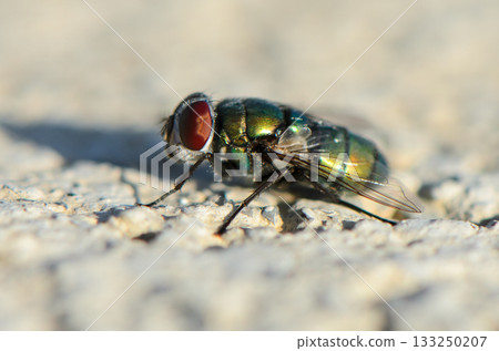 Intricate details of a vibrant fly captured on a textured surface in bright daylight 133250207