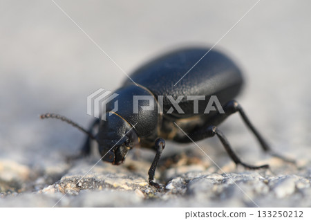 Macro photo of a shiny Timarcha beetle resting on a green leaf. Detailed view of this ground-dwelling insect. 133250212