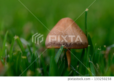 Tiny Wild Mushrooms in Fresh Green Grass Close-Up Tiny Wild Mushrooms in Fresh Green Grass Close-Up 133250238